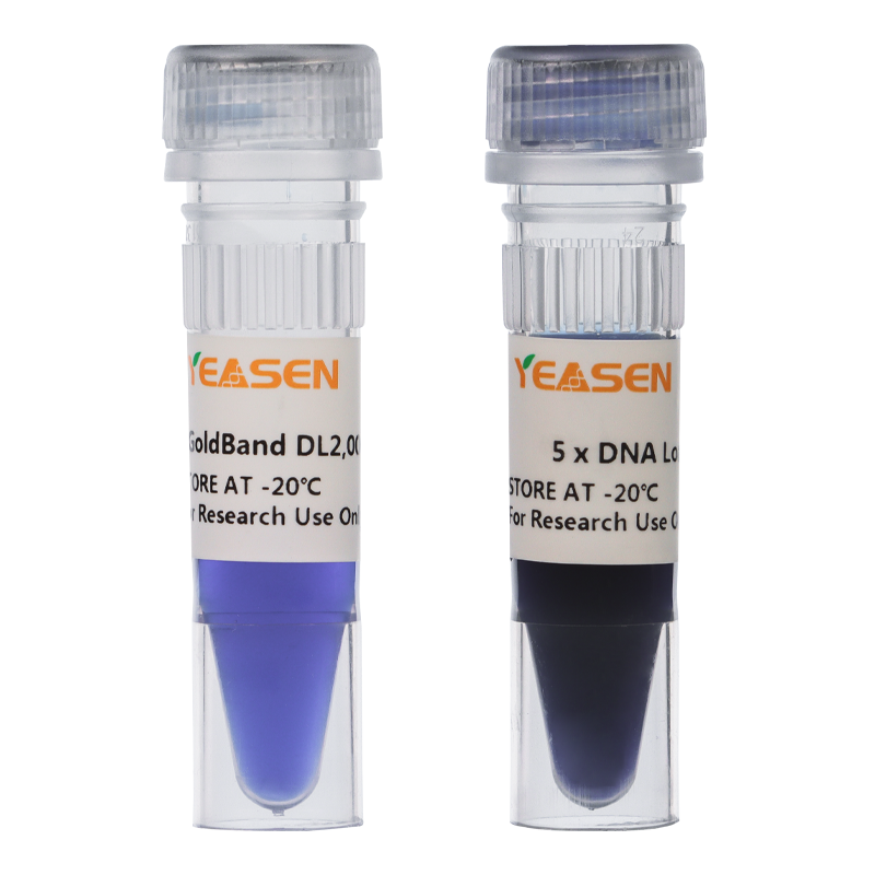 GoldBand DL2000 DNA Marker