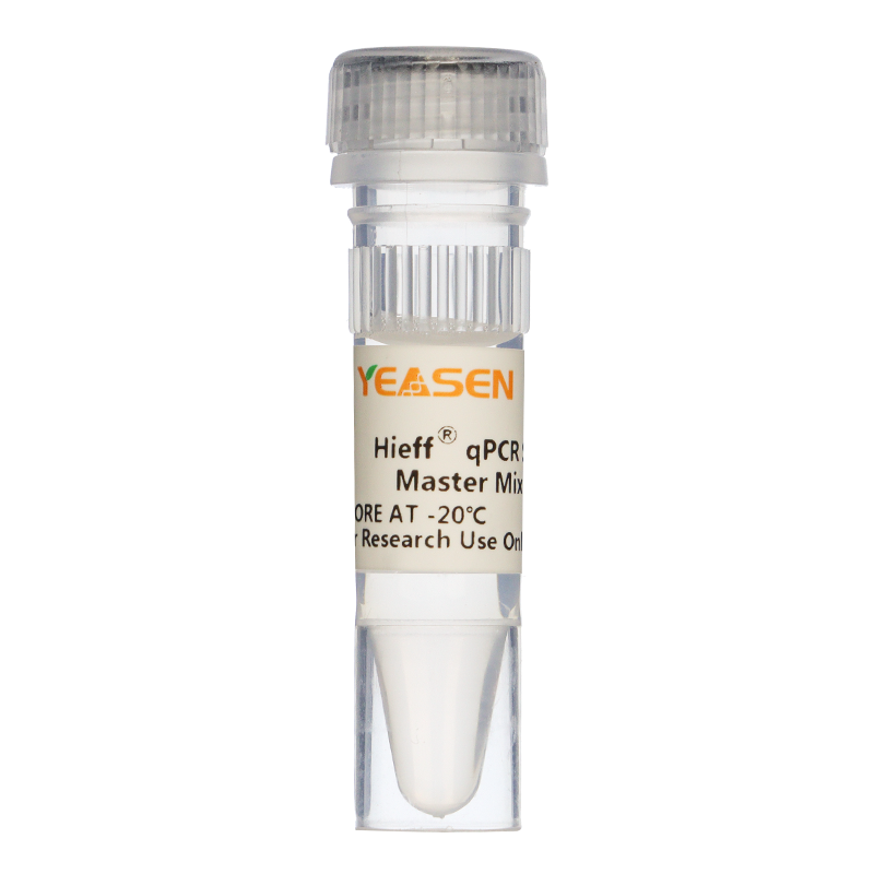 Hieff® qPCR SYBR Green Master Mix (No Rox )