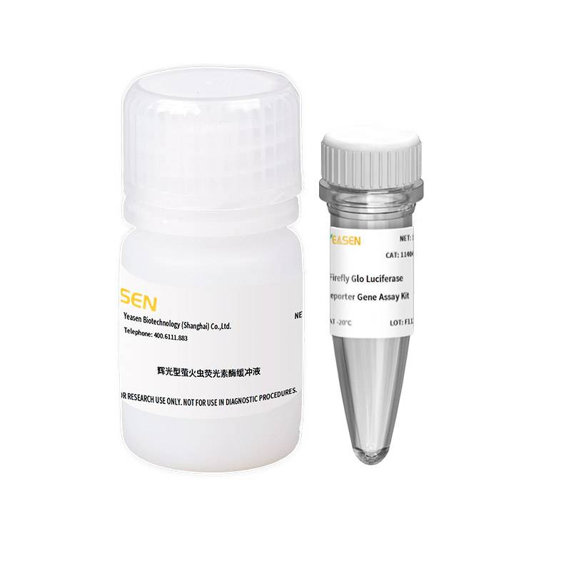 Firefly Glo Luciferase Reporter Gene Assay Kit辉光型萤火虫荧光素酶报告基因检测试剂盒