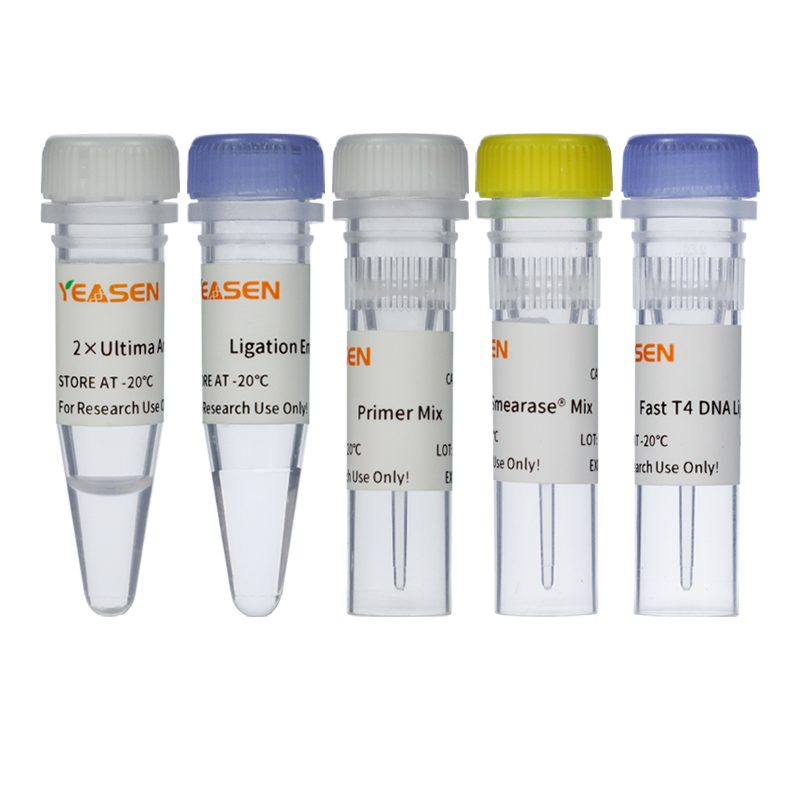 Hieff NGS® OnePot II DNA Library Prep Kit for Illumina/ Illumina 酶切DNA建库试剂盒