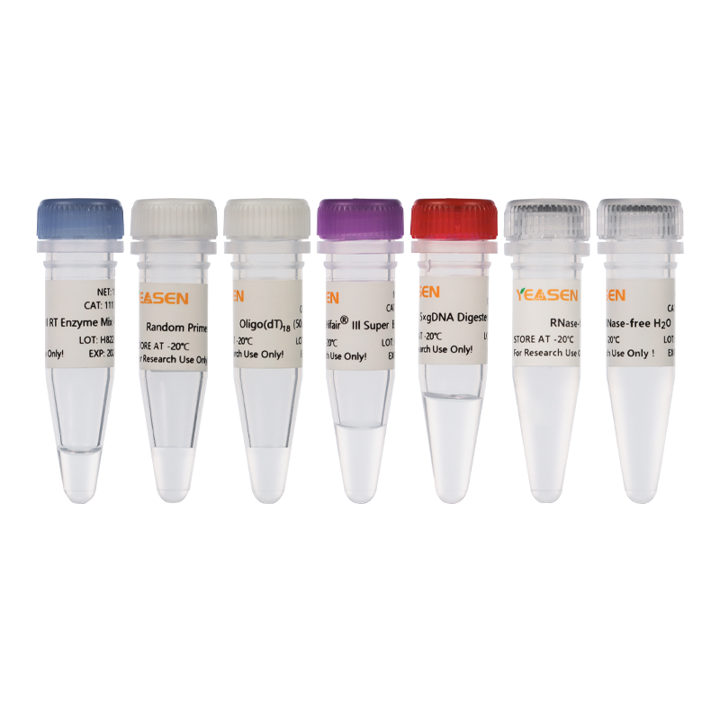 Hifair® III 1st Strand cDNA Synthesis Kit (gDNA digester plus)