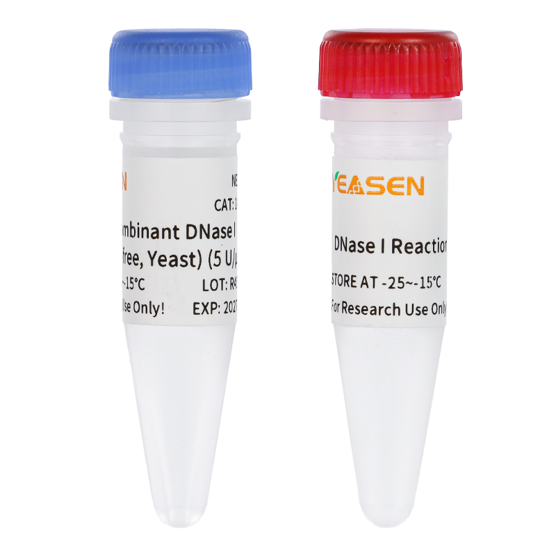 Recombinant DNase I (RNase-free, Yeast) 重组DNase I (酵母表达)(5 U/μL)