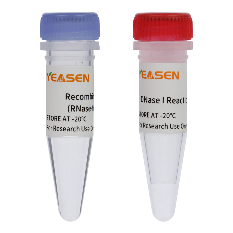Recombinant DNase I (RNase-free) 重组DNase I (大肠杆菌表达)