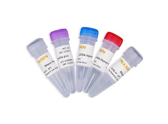 Hifair® II 1st Strand cDNA Synthesis SuperMix for qPCR(gDNA digester plus)