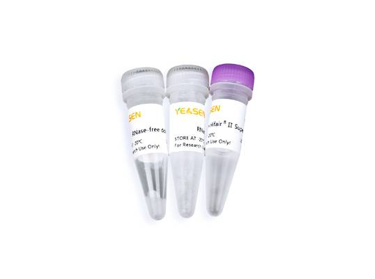 Hifair® II 1st Strand cDNA Synthesis SuperMix