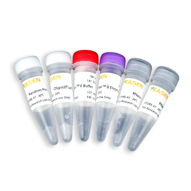 Hifair® II 1st Strand cDNA Synthesis Kit